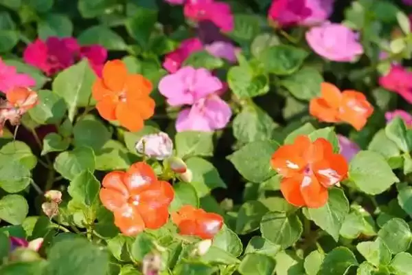 图片[5]-如何用凤仙花染指甲？用凤仙花染指甲要掌握哪些操作方法和技巧？-会东网