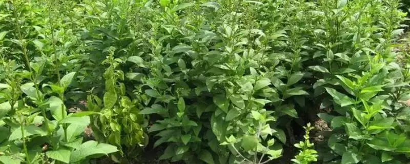 探寻玄参干枯原因的方法和重点？探寻玄参干枯原因要做好哪些细节？-会东网