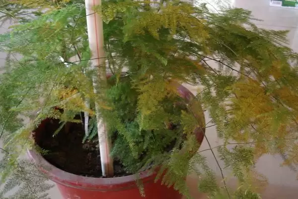 图片[3]-文竹叶子发黄的原因及处理方法？分析文竹叶子发黄原因并解决要考虑哪些养护和环境因素？-会东网