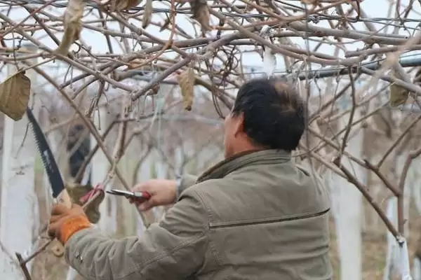 图片[2]-修剪猕猴桃树的方法和重点？修剪猕猴桃树要做好哪些细节？-会东网