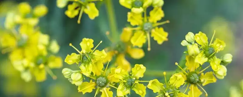 了解芸香繁殖方式的方法和重点？了解芸香繁殖方式要做好哪些细节？-会东网