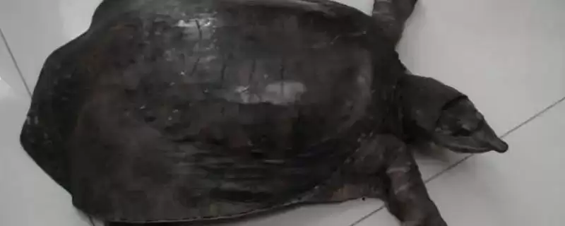 山瑞鳖简介？认识山瑞鳖要了解哪些关键的物种特性和生存信息？-会东网