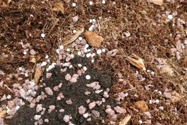 图片[2]-养月季花的方法和重点？养月季花要做好哪些细节？-会东网