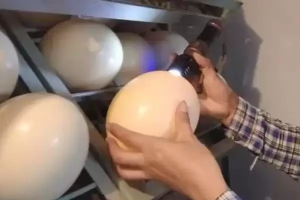 图片[4]-鸵鸟蛋的孵化时长？了解鸵鸟蛋孵化时长要考虑哪些孵化环境和胚胎发育因素？-会东网