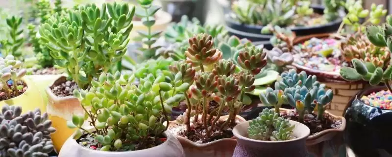 栽种多肉植物的方法和重点？栽种多肉植物要做好哪些细节？-会东网