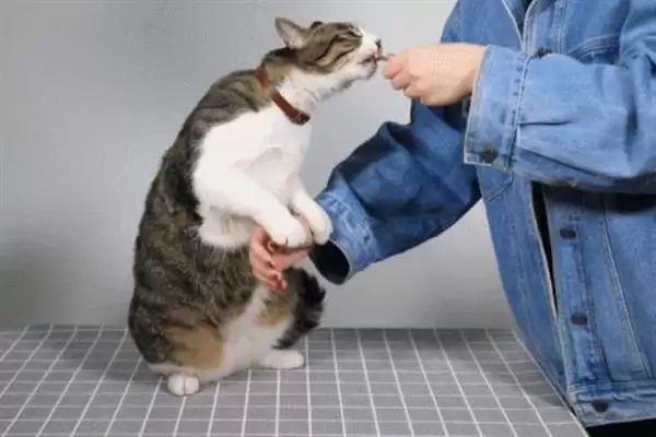 图片[6]-让猫咪变得粘人的方法？培养猫咪粘人习性要掌握哪些有效的互动和饲养方法？-会东网