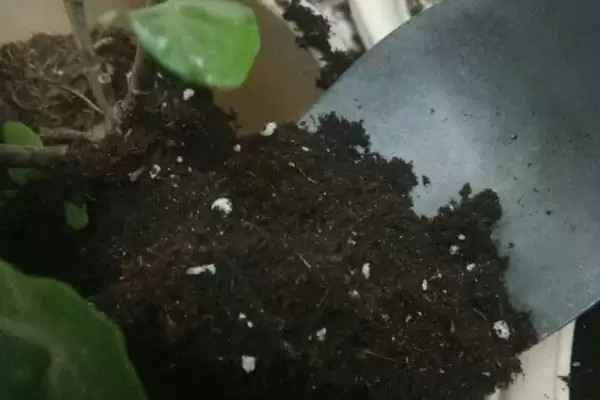 图片[6]-判断栀子花喜阳还是喜阴的方法和重点？判断栀子花喜阳还是喜阴要做好哪些细节？-会东网