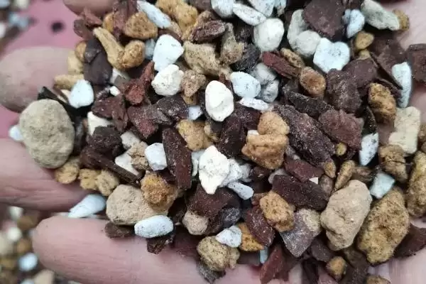 图片[6]-栽种多肉植物的方法和重点？栽种多肉植物要做好哪些细节？-会东网