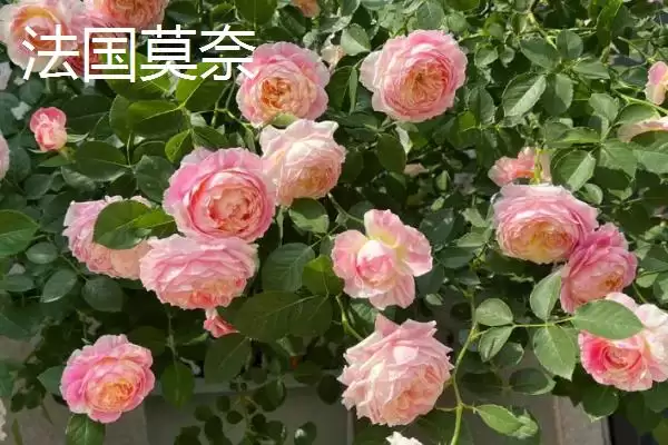 图片[5]-最美的月季花品种的种类和要点？选择月季花品种需关注哪些？-会东网
