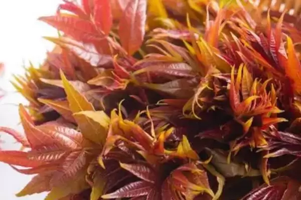 图片[4]-香椿在农村很少有人种植的原因和要点？分析香椿农村种植情况需关注什么？-会东网