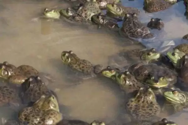 图片[2]-牛蛙养殖技术全解：水源充足、水质良好池塘的建造要点-会东网