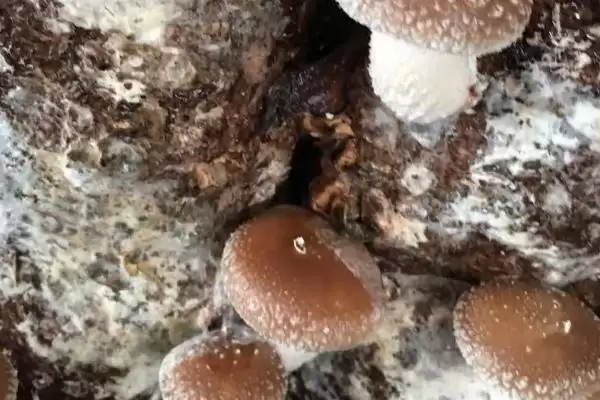 图片[2]-秋季香菇管理办法全解：接种后发菌室管理的关键步骤-会东网