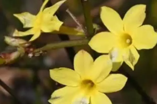 图片[3]-了解迎春花味道的方法和重点？了解迎春花味道要做好哪些细节？-会东网