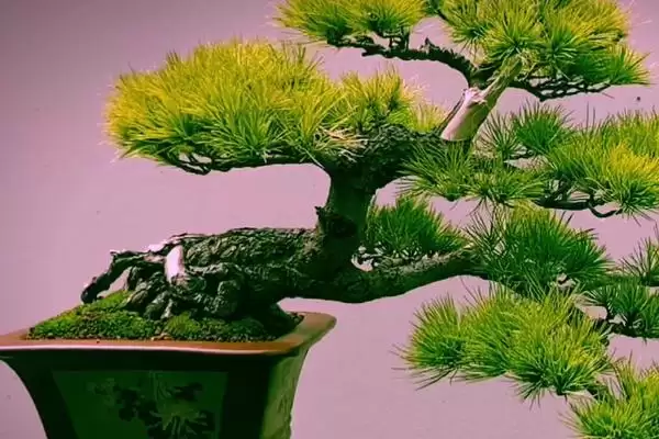 图片[3]-松树枯死后如何抢救？抢救枯死松树要采取哪些有效的挽救措施和方法？-会东网