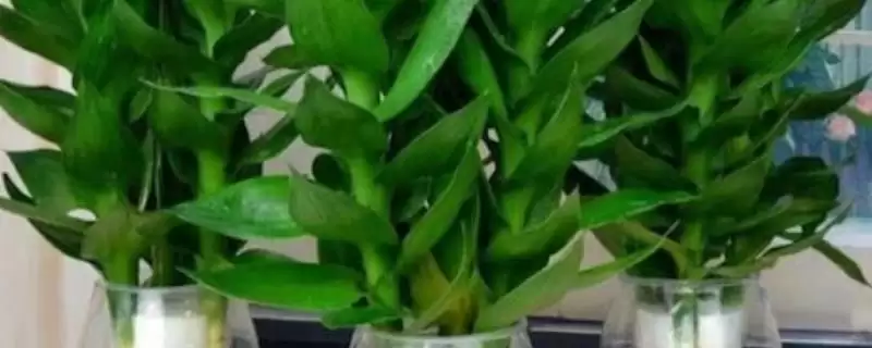 让富贵竹生根的方法和重点？让富贵竹生根要做好哪些细节？-会东网