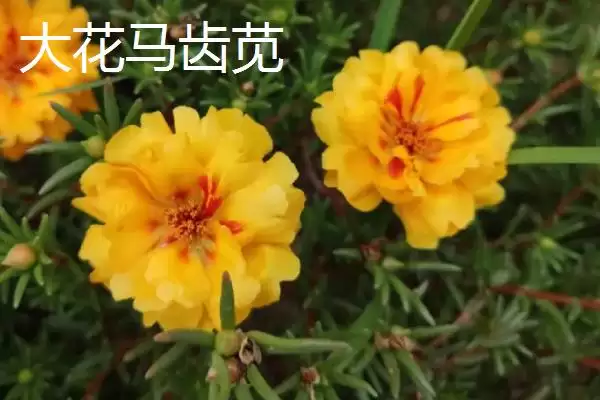 图片[4]-马齿苋有哪些特征 ,马齿苋的茎和叶片是什么样-会东网