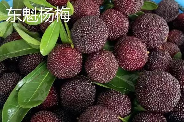 图片[2]-比较杨梅东魁和荸荠口感的方法和重点？比较杨梅东魁和荸荠口感要做好哪些细节？-会东网