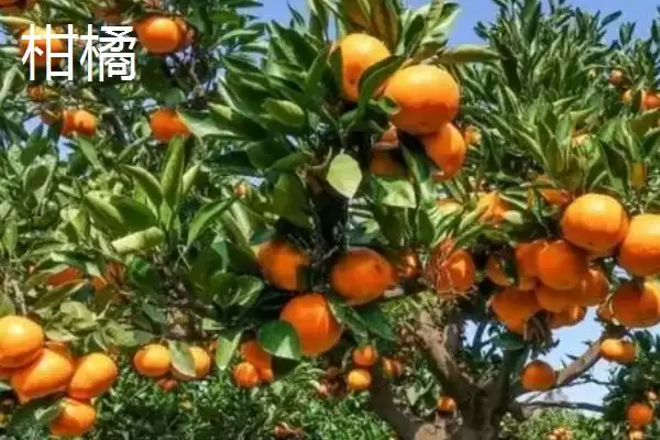 图片[3]-沃柑与柑橘有什么区别？区分沃柑与柑橘要关注哪些关键的品种特性和形态差异？-会东网