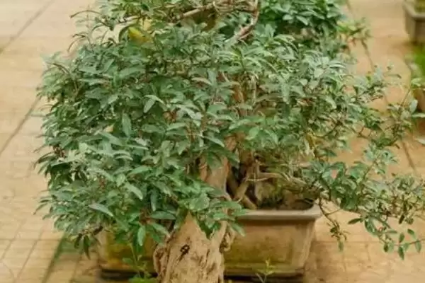 图片[5]-石榴花的开放时间？了解石榴花开放时间要关注哪些花期相关信息？-会东网