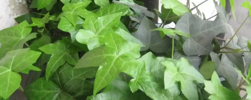 认识洋常春藤这种植物的方法和重点？认识洋常春藤这种植物要做好哪些细节？-会东网