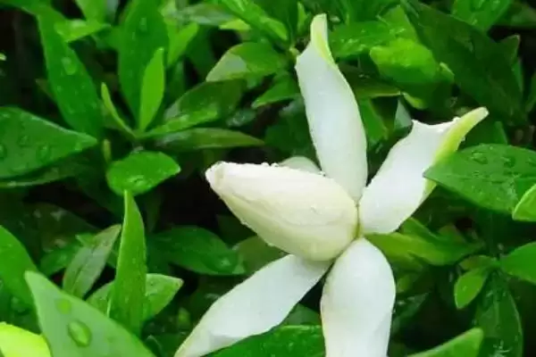 图片[4]-探寻栀子花黄叶原因的方法和重点？探寻栀子花黄叶原因要做好哪些细节？-会东网