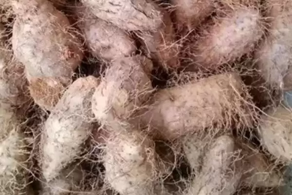 图片[4]-毛薯可不可以放在冰箱里呢 ,毛薯可放冰箱冷藏但不能冷冻-会东网
