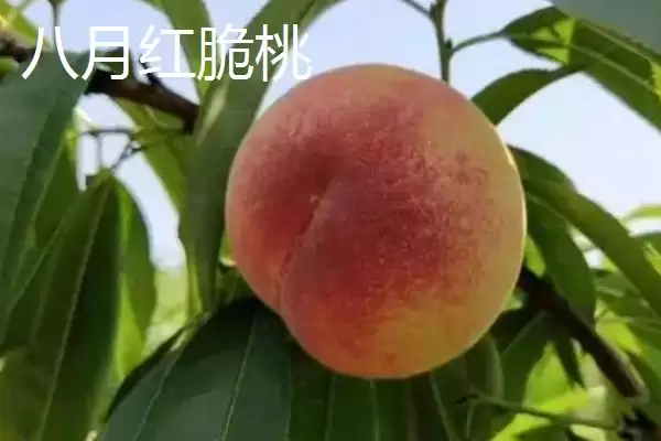 图片[3]-桃树苗品种优选：秋彤桃为何是国内最好的品种？-会东网