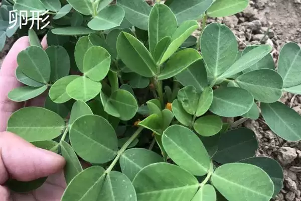 图片[12]-树叶颜色有哪些？认识树叶颜色要了解哪些常见的色素影响和变化规律？-会东网