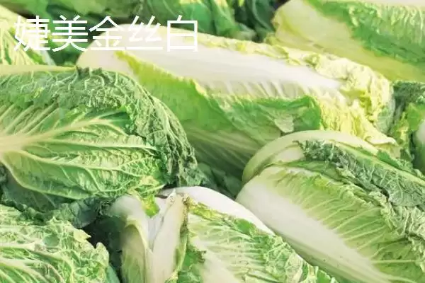 图片[3]-认识早熟大白菜品种的方法和重点？认识早熟大白菜品种要做好哪些细节？-会东网