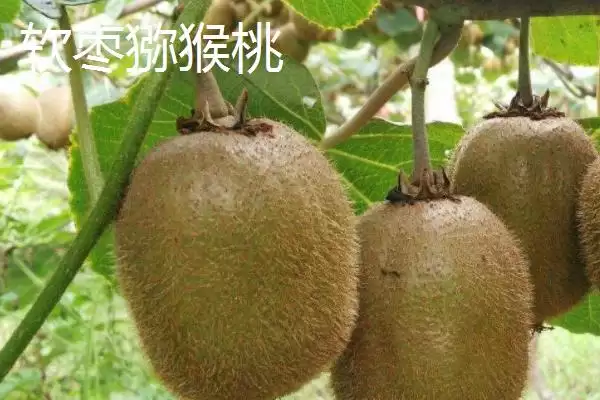 图片[5]-什么品种的猕猴桃最甜最好吃？了解优质猕猴桃品种要知晓哪些口味特性？-会东网