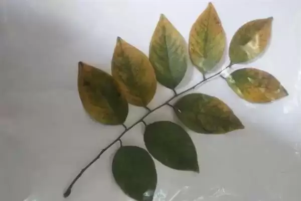 图片[2]-制作植物标本的方法和重点？制作植物标本要做好哪些细节？-会东网