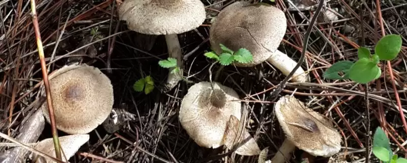 认识常见食用菌的方法和重点？认识常见食用菌要做好哪些细节？-会东网