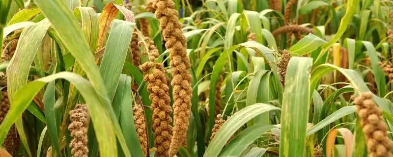 小米最早培育植物的要点和解读？了解小米培育起源需关注哪些关键信息？-会东网