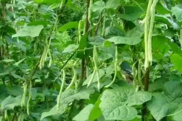 图片[2]-无架四季豆种植季节的规律和要点？了解无架四季豆种植需关注什么？-会东网