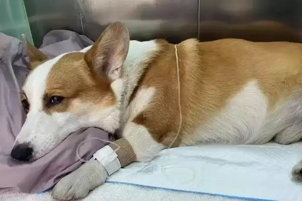 图片[6]-犬瘟症状全解：咳嗽、流脓鼻涕、眼屎多等表现分析-会东网