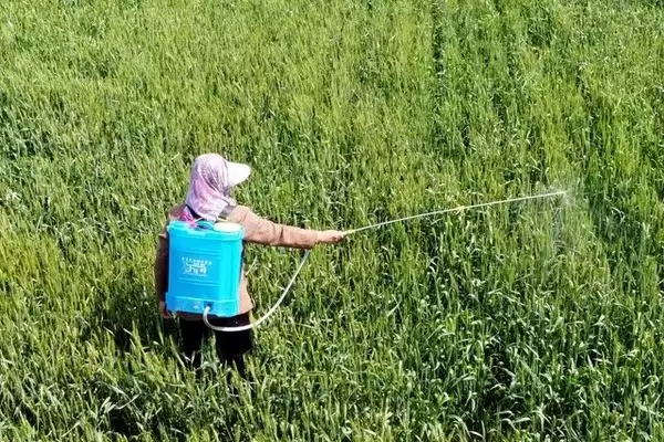 图片[2]-如何防治根结线虫？防控根结线虫要采取哪些有效的防治手段？-会东网