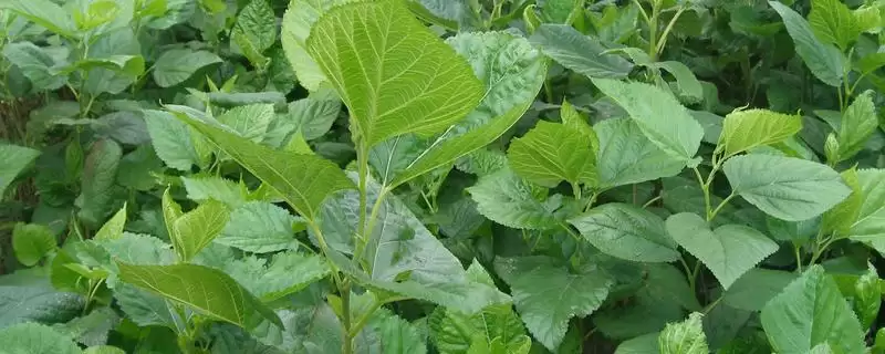 桑叶的外形特点？认识桑叶外形要了解哪些关键的形态特征？-会东网