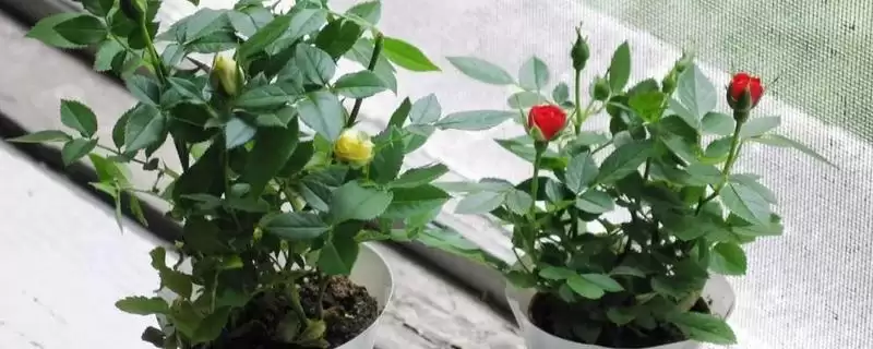 掌握月季春季管理技术的方法和重点？掌握月季春季管理技术要做好哪些细节？-会东网