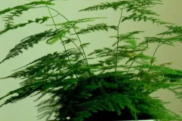 图片[4]-文竹叶片发黄原因及处理方法？探究文竹叶片发黄原因并处理要考虑哪些因素？-会东网
