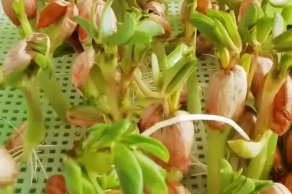 图片[6]-种植花生芽苗菜的方法和重点？种植花生芽苗菜要做好哪些细节？-会东网