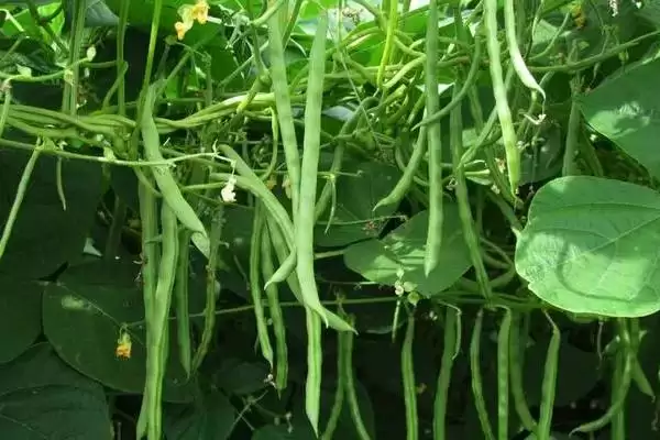图片[3]-无架四季豆种植季节的规律和要点？了解无架四季豆种植需关注什么？-会东网