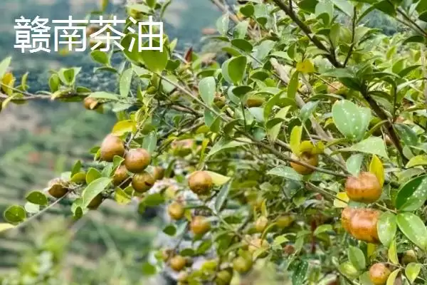 图片[9]-江西赣州市的特产 ,江西赣州市有什么代表性特产-会东网