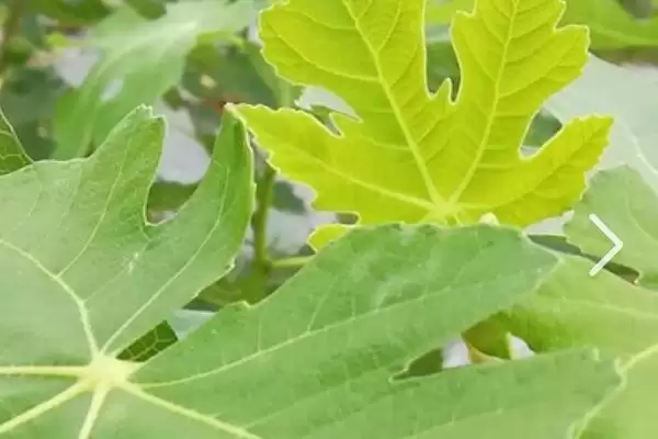 图片[4]-无花果树叶子发黄掉叶原因的要点和分析？分析无花果树叶问题需关注什么？-会东网