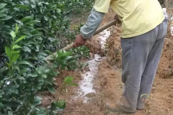 图片[2]-沃柑膨果期的管理要点？沃柑膨果期管理要掌握哪些关键的施肥、浇水和病虫害防治要点？-会东网