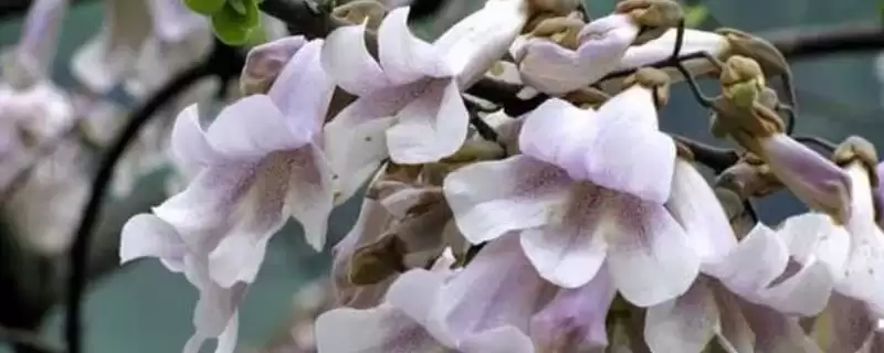 泡桐树开花时间揭秘：一般3-4月绽放的美丽时刻-会东网