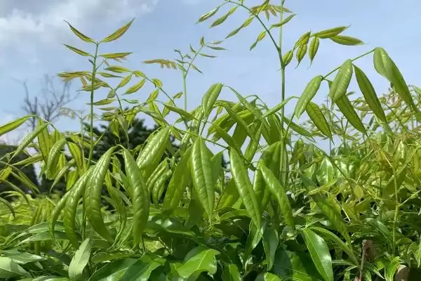 图片[3]-荔枝的高压繁殖技术 ,荔枝高压繁殖是怎样的育苗方式？-会东网