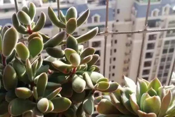 图片[5]-栽种多肉植物的方法和重点？栽种多肉植物要做好哪些细节？-会东网