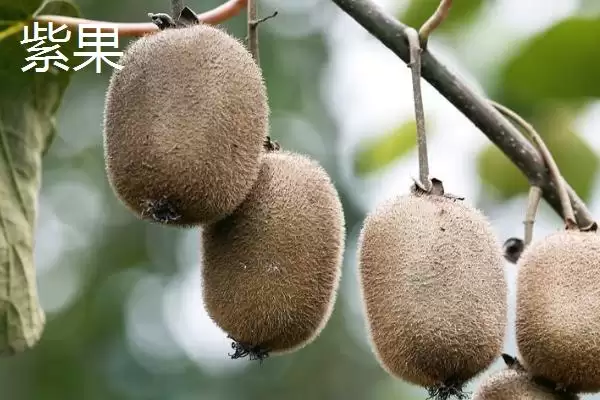 图片[7]-软枣猕猴桃甜度排名？了解软枣猕猴桃甜度排名要知晓哪些品种情况？-会东网