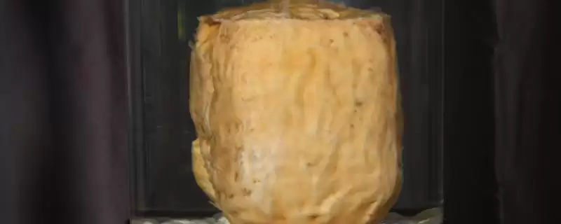 什么是肉灵芝?认识肉灵芝要了解哪些关键的物种特性和价值信息?-会东网