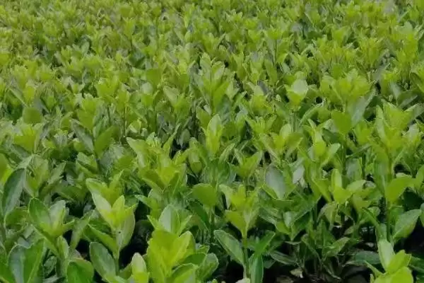图片[4]-万年青的繁殖方法？繁殖万年青要掌握哪些科学的繁殖方法和操作要点？-会东网